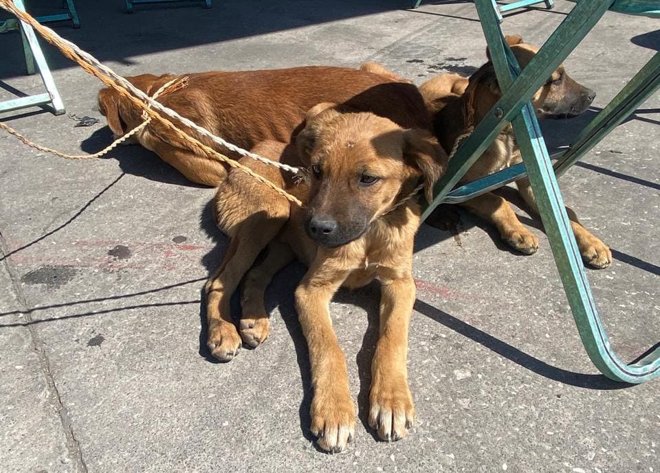 A través de la Secretaría de Medio Ambiente se realizó una Jornada Integral de Atención Animal dirigida a perros, gatos y équidos de trabajo