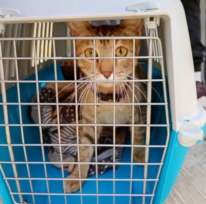 A través de la Secretaría de Medio Ambiente se realizó una Jornada Integral de Atención Animal dirigida a perros, gatos y équidos de trabajo