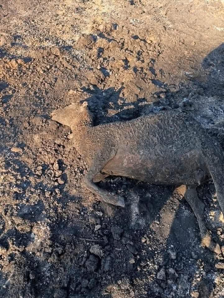 A más de 25 meses de la entrada en vigor de la Ley de Bienestar Animal, no se conoce la existencia de un plan de contingencia animal