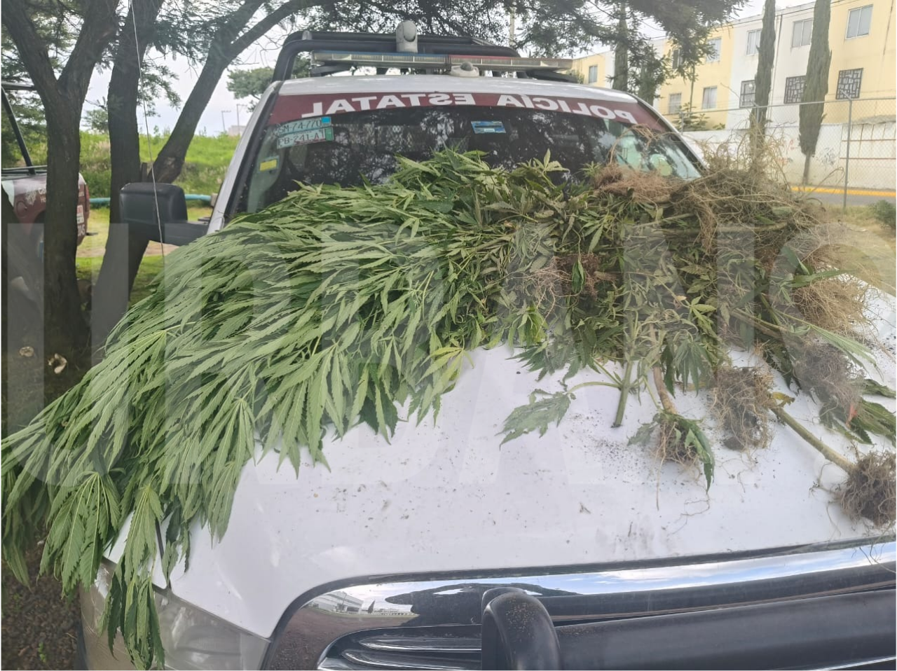 En un recorrido de seguridad se dieron cuenta de varias plantas que ya estaba cortadas y tenían características de la marihuana