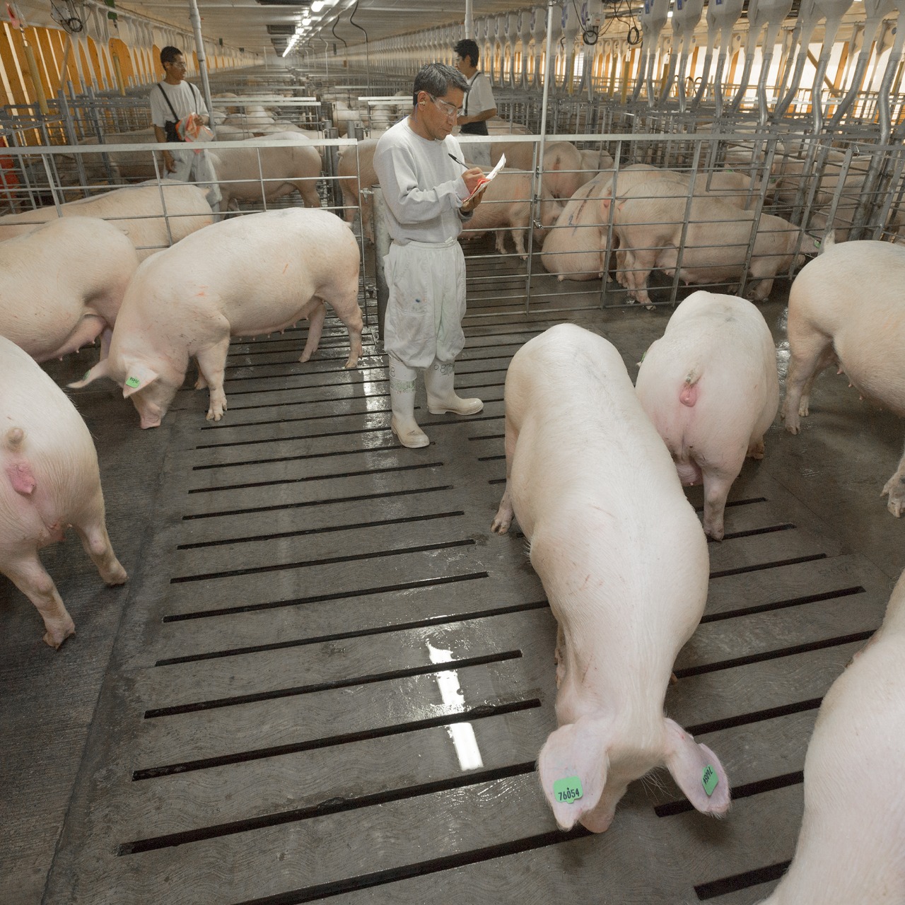 Granjas Carroll cuenta con diversos reconocimientos y certificados por el cumplimiento de los 5 derechos de los animalesGranjas Carroll cuenta con diversos reconocimientos y certificados por el cumplimiento de los 5 derechos de los animales