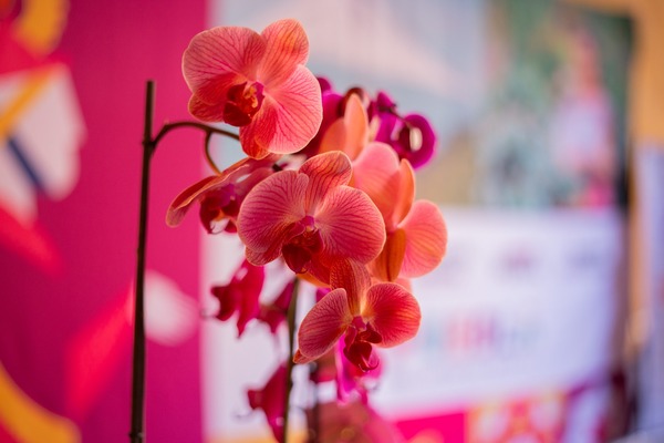 DÓNDE IR | Habrá Festival Internacional de la Orquídea, del 27 de marzo al 5 de abril en Coatepec, Veracruz