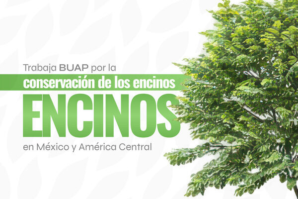 Trabaja BUAP para la conservación de encinos en México y América Central